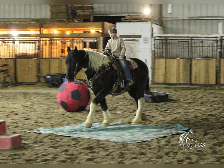 Draft Horse Mix Castrone 13 Anni 163 cm Tobiano-tutti i colori in Ranchester, WY