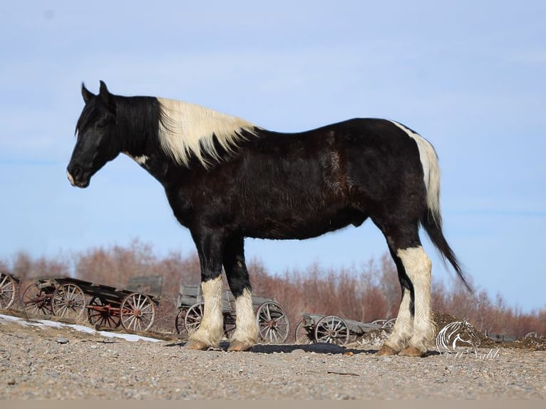 Draft Horse Mix Castrone 13 Anni 163 cm Tobiano-tutti i colori in Ranchester, WY