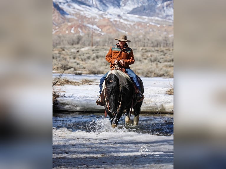 Draft Horse Mix Castrone 13 Anni 163 cm Tobiano-tutti i colori in Ranchester, WY