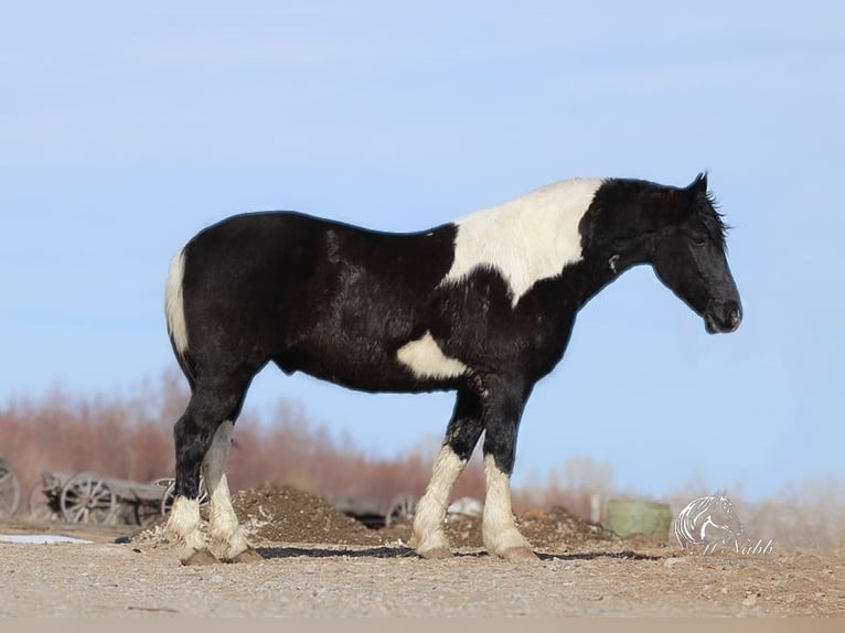 Draft Horse Mix Castrone 13 Anni 163 cm Tobiano-tutti i colori in Ranchester, WY