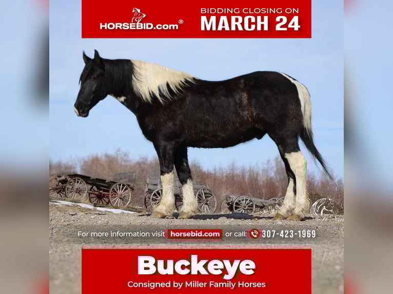 Draft Horse Mix Castrone 13 Anni 163 cm Tobiano-tutti i colori in Ranchester, WY