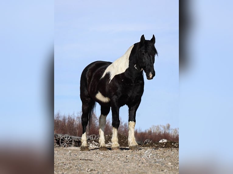 Draft Horse Mix Castrone 13 Anni 163 cm Tobiano-tutti i colori in Ranchester, WY