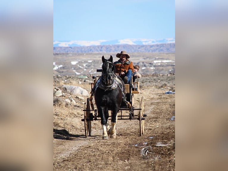 Draft Horse Mix Castrone 13 Anni 163 cm Tobiano-tutti i colori in Ranchester, WY