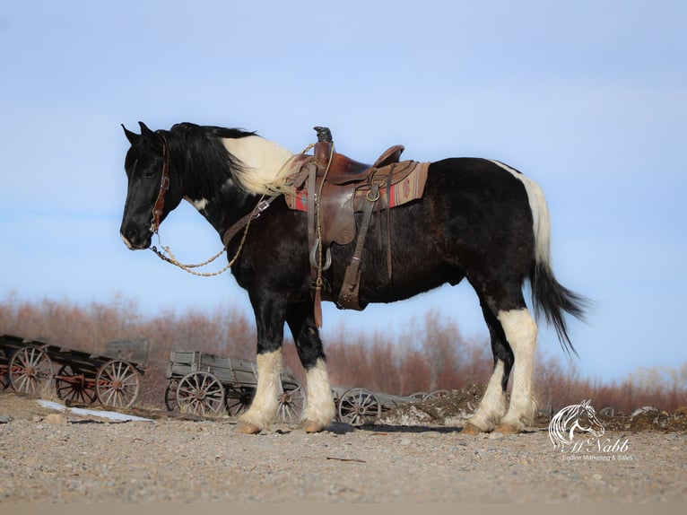 Draft Horse Mix Castrone 13 Anni 163 cm Tobiano-tutti i colori in Ranchester, WY