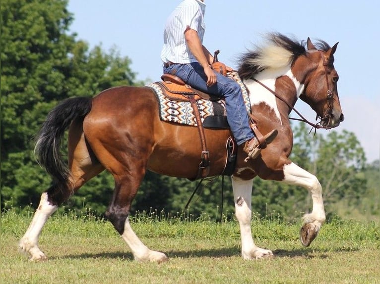 Draft Horse Castrone 13 Anni 165 cm Tobiano-tutti i colori in Whitley city KY