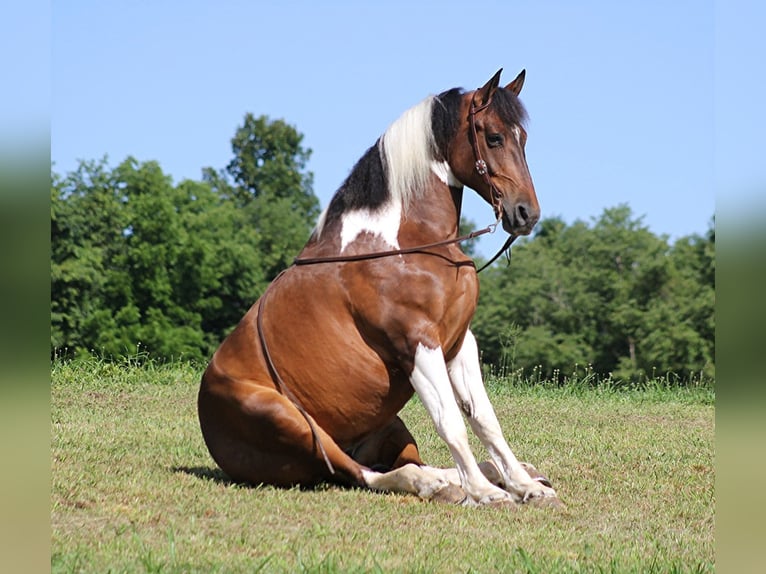Draft Horse Castrone 13 Anni 165 cm Tobiano-tutti i colori in Mount Vernon KY