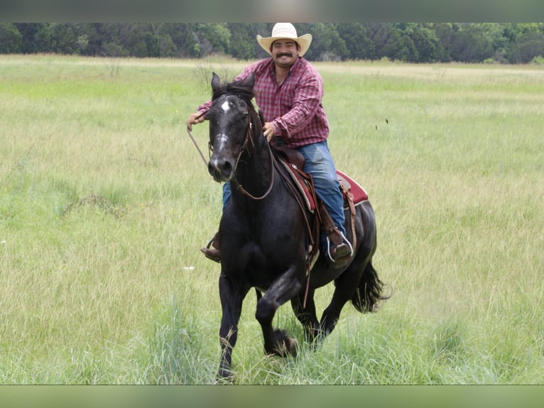 Draft Horse Castrone 13 Anni 168 cm Morello in STEPHENVILLE, TX