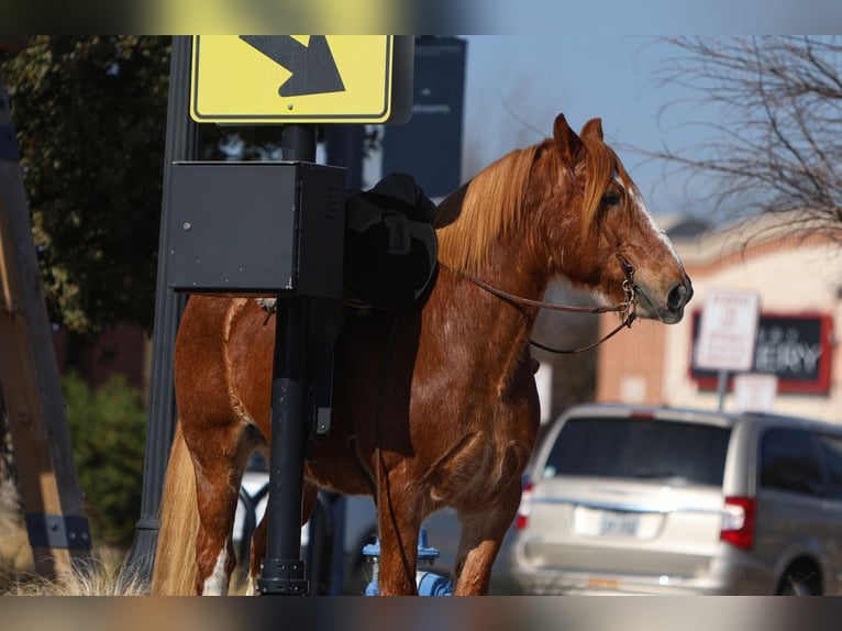 Draft Horse Castrone 13 Anni 168 cm Sauro ciliegia in El Paso, TX