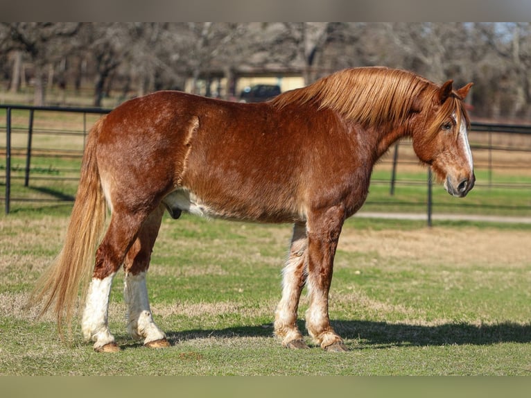 Draft Horse Castrone 13 Anni 168 cm Sauro ciliegia in El Paso, TX