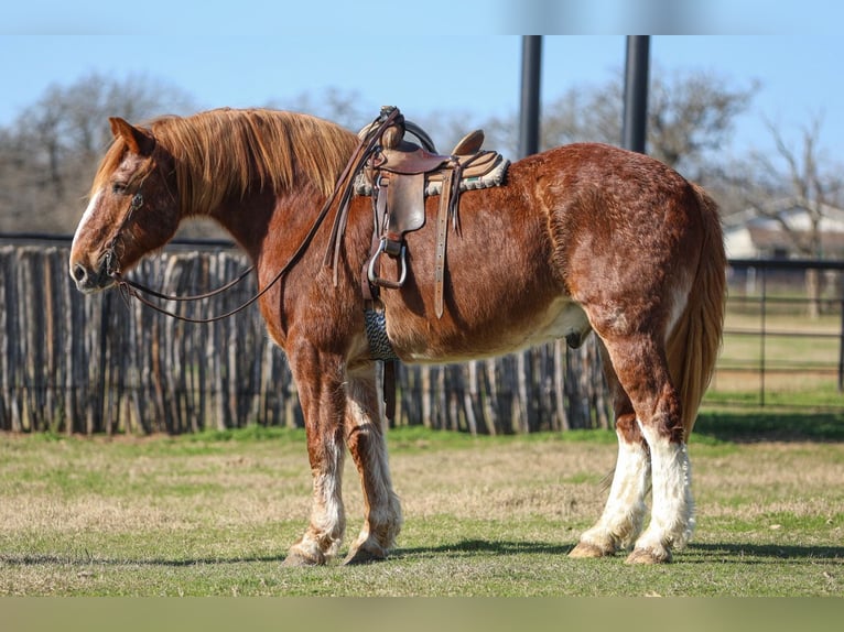 Draft Horse Castrone 13 Anni 168 cm Sauro ciliegia in El Paso, TX