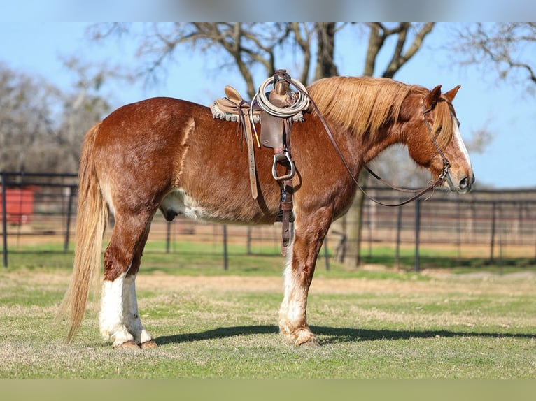 Draft Horse Castrone 13 Anni 168 cm Sauro ciliegia in El Paso, TX