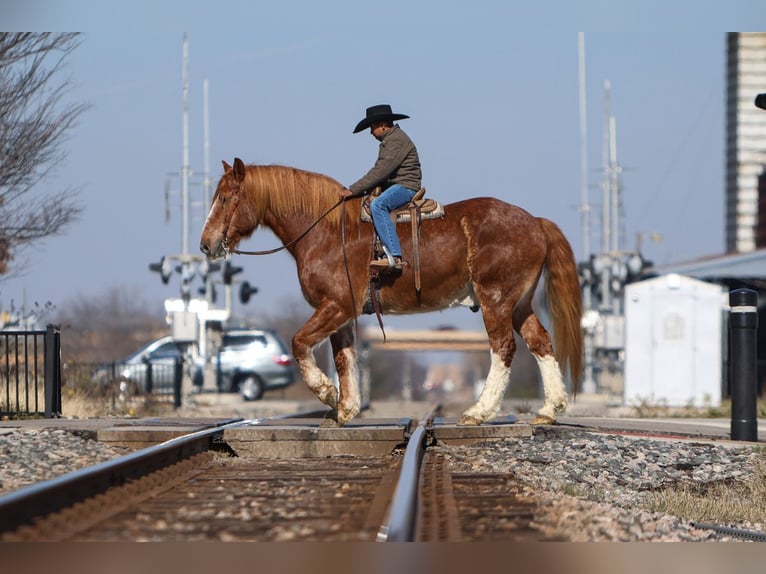 Draft Horse Castrone 13 Anni 168 cm Sauro ciliegia in El Paso, TX