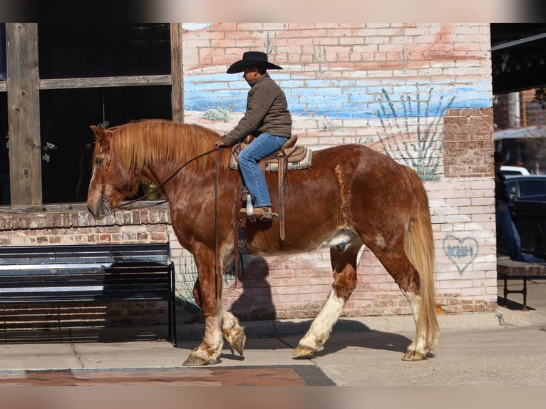 Draft Horse Castrone 13 Anni 168 cm Sauro ciliegia in El Paso, TX