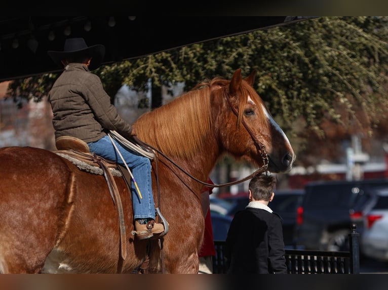 Draft Horse Castrone 13 Anni 168 cm Sauro ciliegia in El Paso, TX