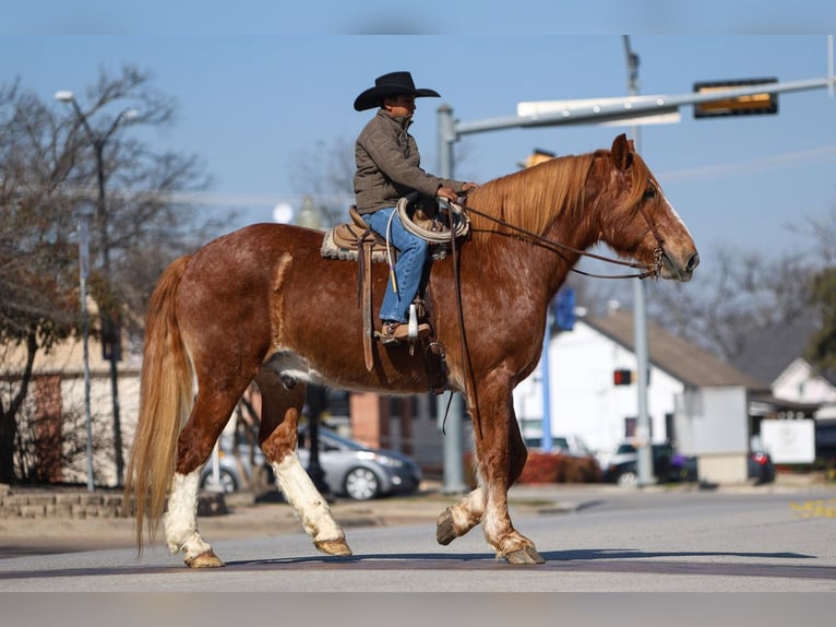 Draft Horse Castrone 13 Anni 168 cm Sauro ciliegia in El Paso, TX