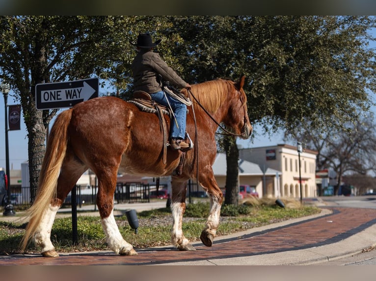 Draft Horse Castrone 13 Anni 168 cm Sauro ciliegia in El Paso, TX