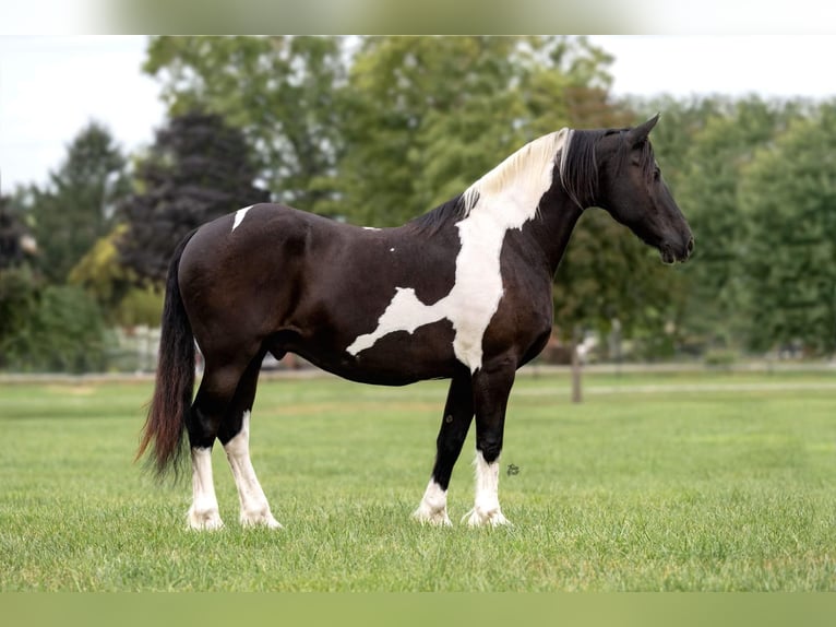 Draft Horse Castrone 13 Anni 168 cm Tobiano-tutti i colori in Lisbon IA