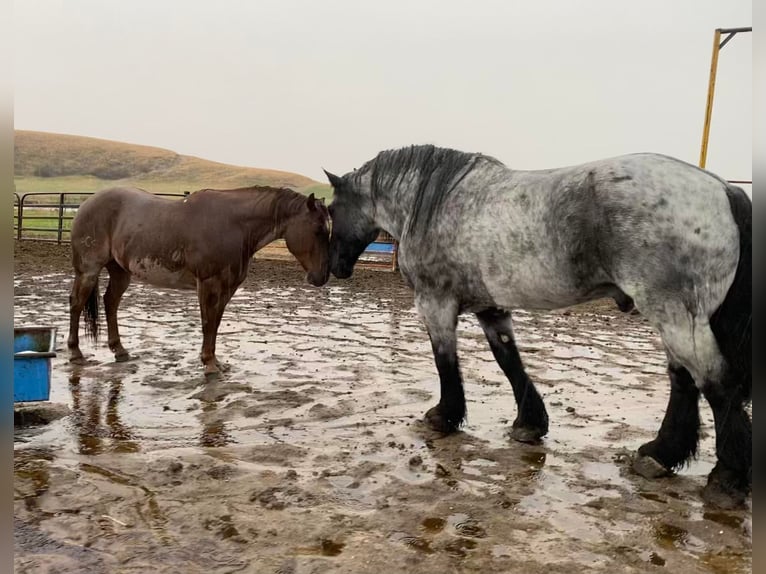 Draft Horse Castrone 13 Anni 173 cm Roano blu in Thedford, NE