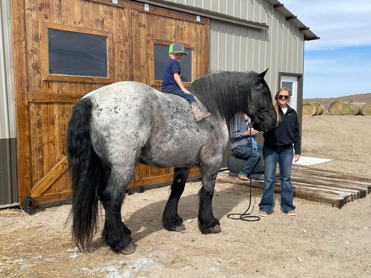 Draft Horse Castrone 13 Anni 173 cm Roano blu in Thedford, NE