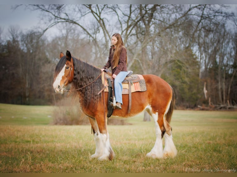 Draft Horse Castrone 13 Anni 175 cm Baio roano in Auburn KY