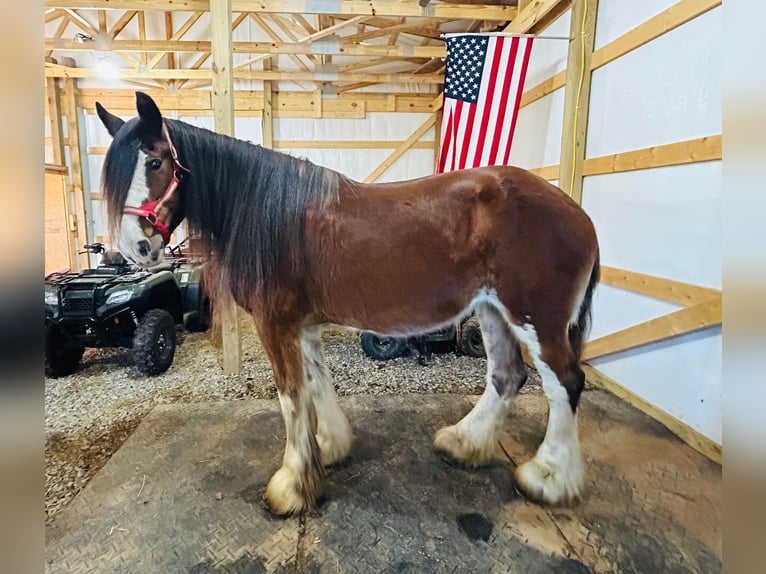 Draft Horse Castrone 13 Anni 175 cm Baio roano in Auburn KY