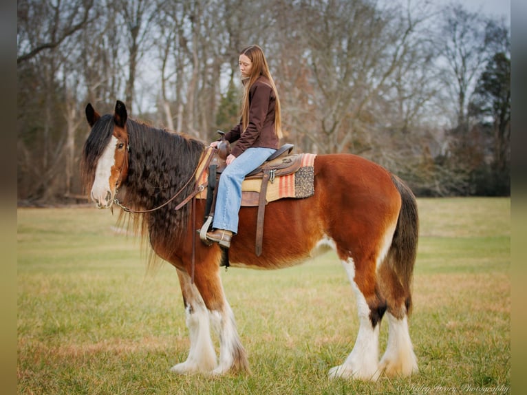 Draft Horse Castrone 13 Anni 175 cm Baio roano in Auburn KY