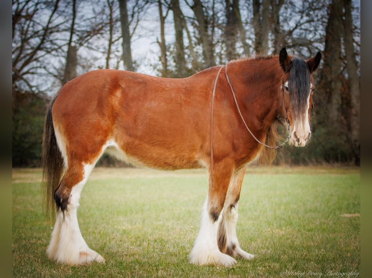 Draft Horse Castrone 13 Anni 175 cm Baio roano in Auburn KY