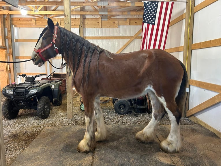 Draft Horse Castrone 13 Anni 175 cm Baio roano in Auburn KY