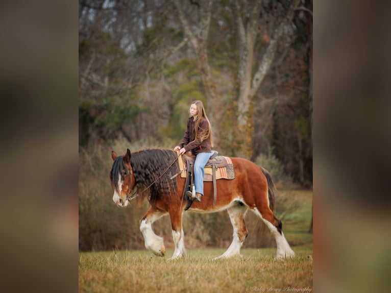 Draft Horse Castrone 13 Anni 175 cm Baio roano in Auburn KY