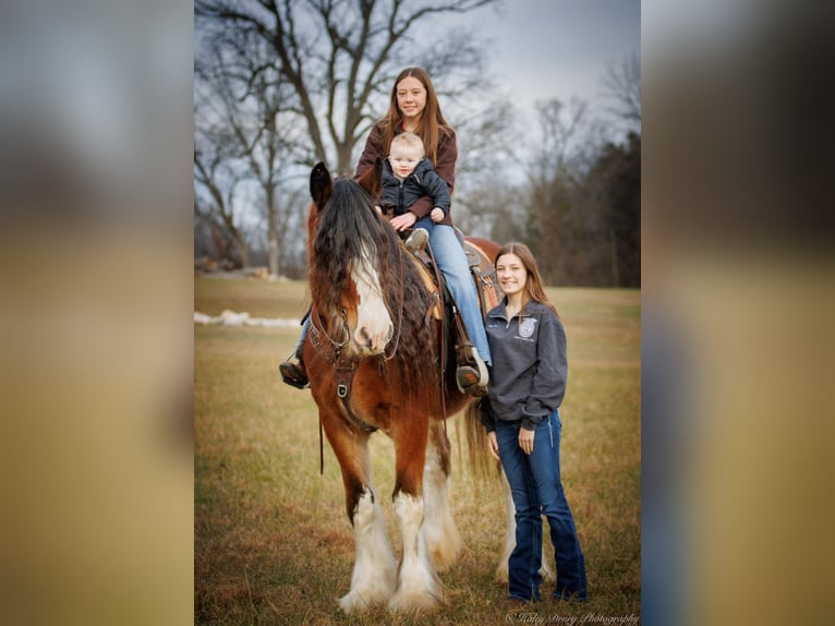 Draft Horse Castrone 13 Anni 175 cm Baio roano in Auburn KY