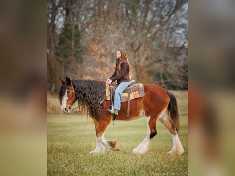 Draft Horse Castrone 13 Anni 175 cm Baio roano in Auburn KY