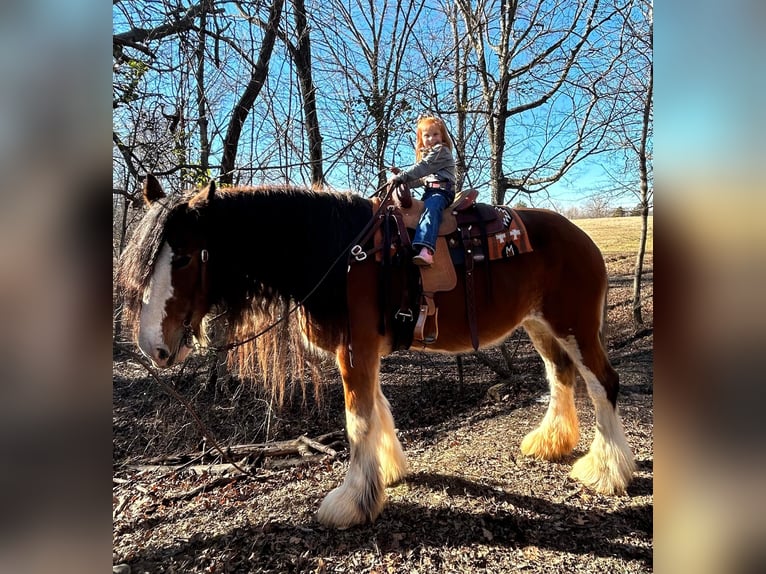 Draft Horse Castrone 13 Anni 175 cm Baio roano in Auburn KY