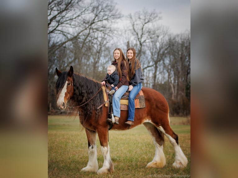 Draft Horse Castrone 13 Anni 175 cm Baio roano in Auburn KY