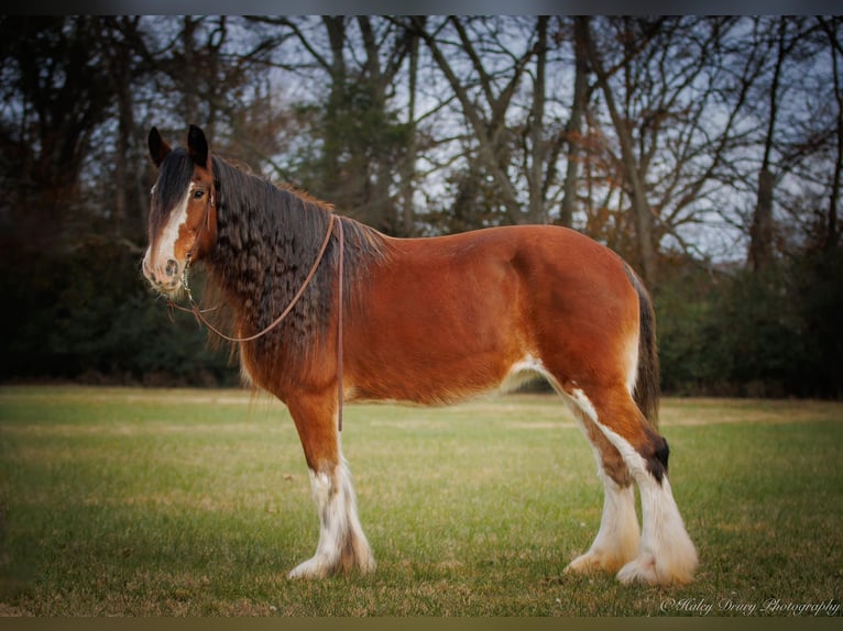 Draft Horse Castrone 13 Anni 175 cm Baio roano in Auburn KY