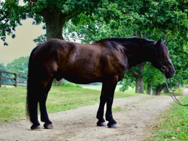 Draft Horse Castrone 13 Anni 175 cm Morello in Highland Mi