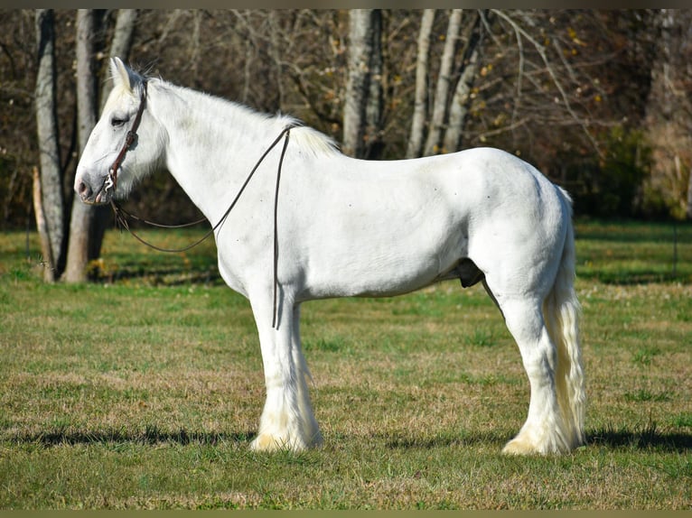 Draft Horse Castrone 13 Anni 183 cm Bianco in Ewing KY