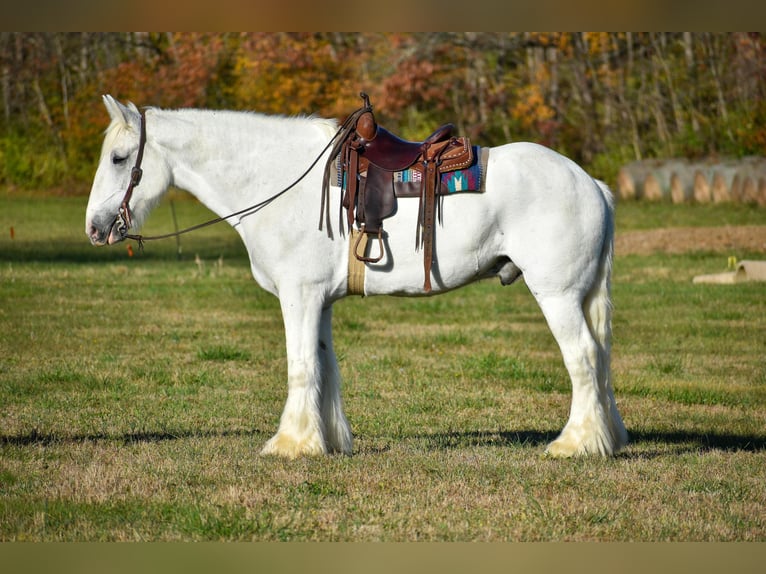 Draft Horse Castrone 13 Anni 183 cm Bianco in Ewing KY