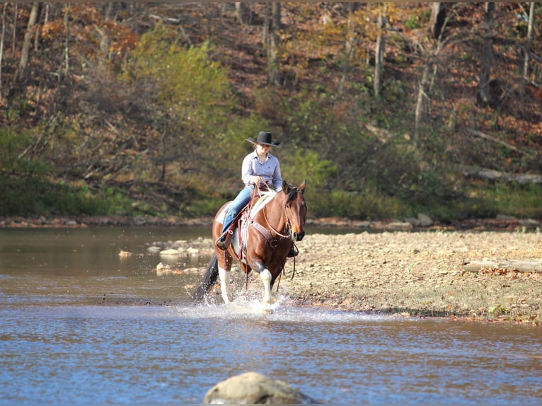 Draft Horse Mix Castrone 13 Anni Pezzato in Clarion