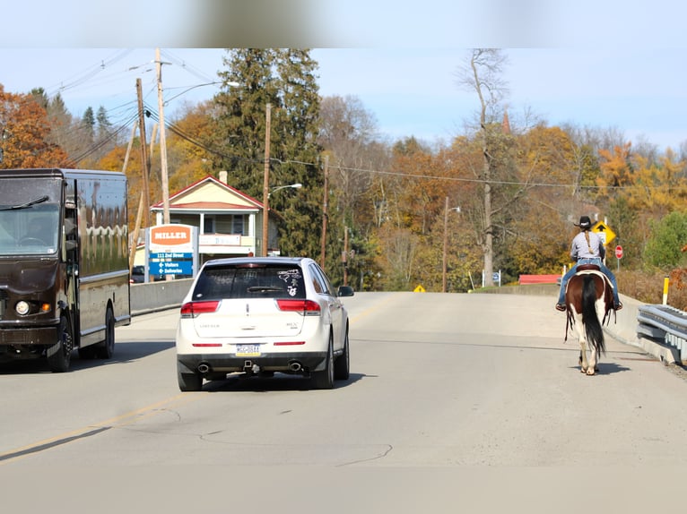 Draft Horse Mix Castrone 13 Anni Pezzato in Clarion