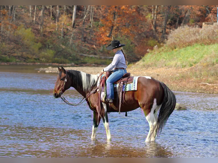 Draft Horse Mix Castrone 13 Anni Pezzato in Clarion