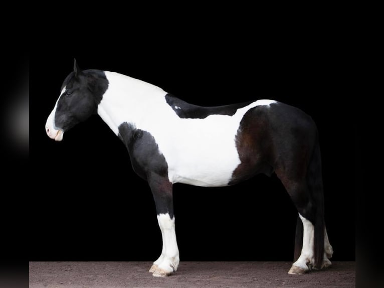 Draft Horse Castrone 14 Anni 152 cm Tobiano-tutti i colori in Everett PA