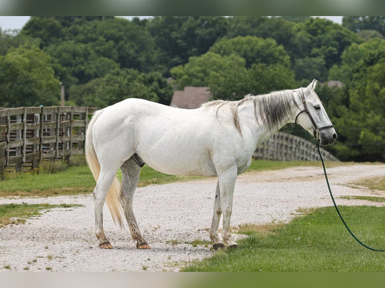 Draft Horse Castrone 14 Anni 155 cm Grigio in Springfield