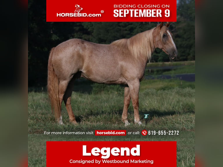 Draft Horse Mix Castrone 14 Anni 157 cm Roano rosso in Carthage, TX