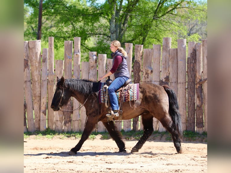 Draft Horse Mix Castrone 14 Anni 160 cm Morello in Athens