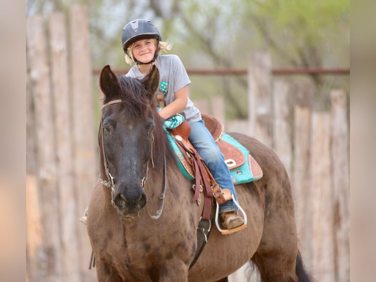 Draft Horse Mix Castrone 14 Anni 160 cm Morello in Athens