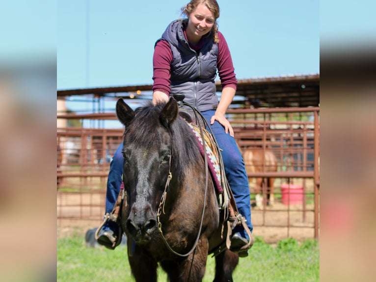 Draft Horse Mix Castrone 14 Anni 160 cm Morello in Athens
