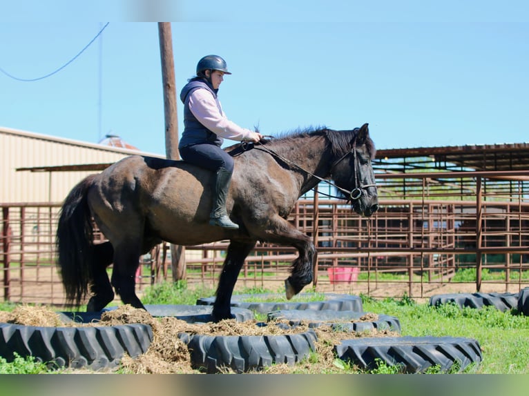 Draft Horse Mix Castrone 14 Anni 160 cm Morello in Athens