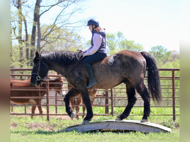 Draft Horse Mix Castrone 14 Anni 160 cm Morello in Athens