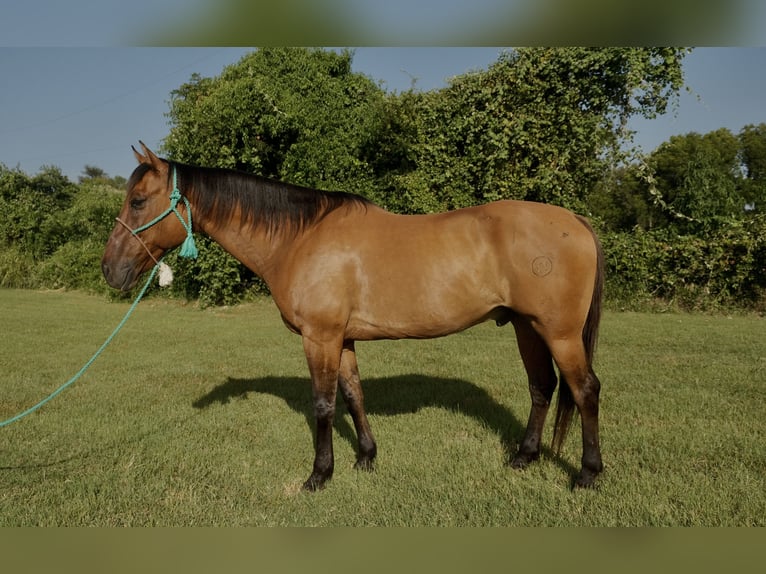 Draft Horse Mix Castrone 14 Anni 163 cm Falbo in Dublin