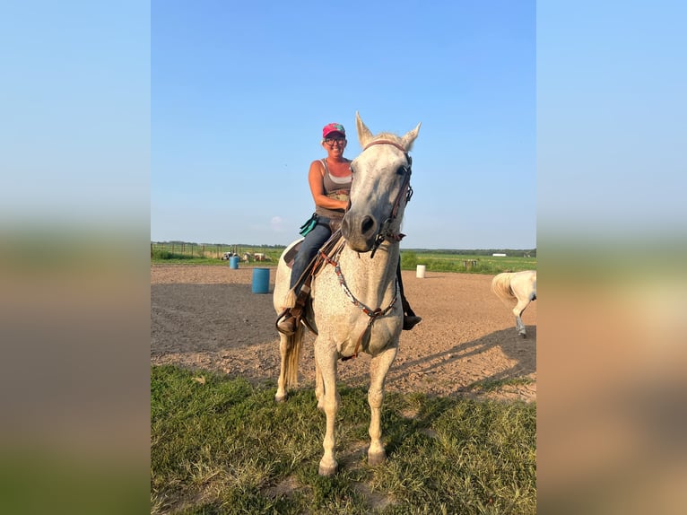 Draft Horse Mix Castrone 14 Anni 163 cm Grigio trotinato in Windsor